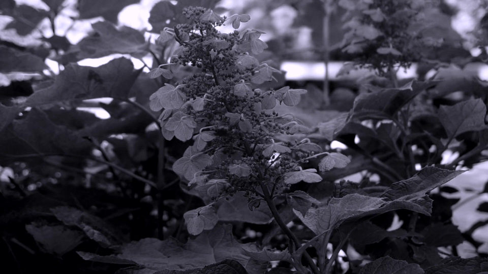Flowers second version